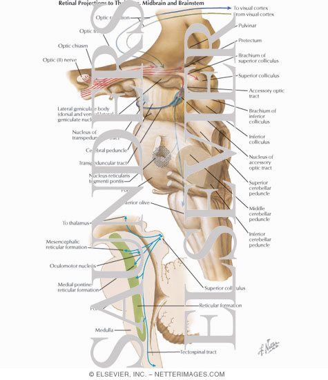Retinal Projections to Thalamus, Midbrain and Brainstem