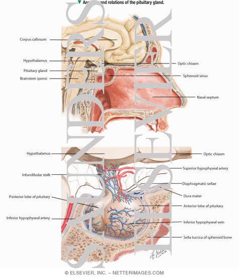 Anatomy and Relations of the Pituitary Gland Anatomy and Relations of the Pituitary Gland