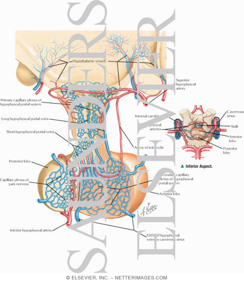 hypothalamus and pituitary gland. and Pituitary Gland