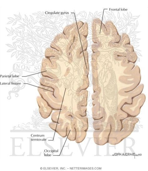 Horizontal Forebrain Sections (Level 10 of 10)