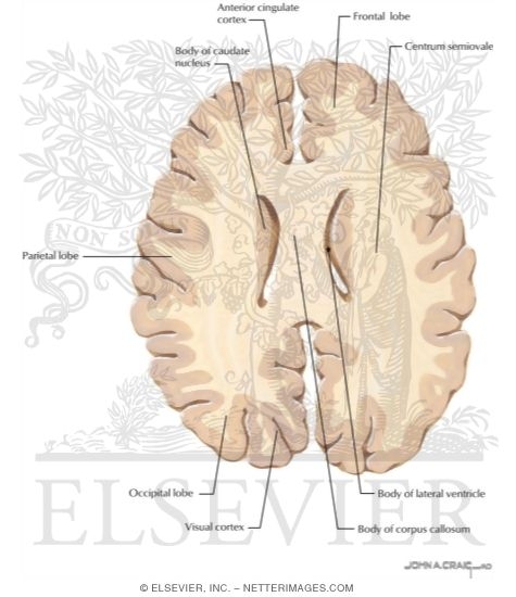 Horizontal Forebrain Sections (Level 9 of 10)