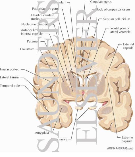 Coronal Forebrain Sections (Level 2 of 10)