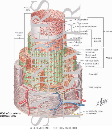 Structure of Coronary Arteries