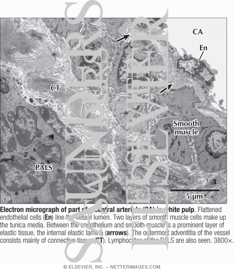 Electron Micrograph of Part of a Central Arteriole In White Pulp