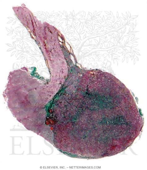 Light Micrograph of the Pituitary In Sagittal Section