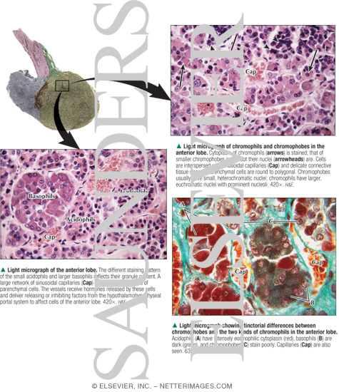 Light Micrograph of the Anterior Lobe Showing Chromophils and Chromophobes and Tinctorial Differences Between Chromophobes and the Two Kinds of Chromophils
