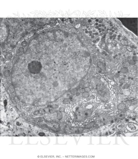 Electron Micrograph of a Somatotroph In the Anterior Lobe