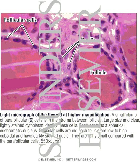 Light Micrograph of the Thyroid at Higher Magnification