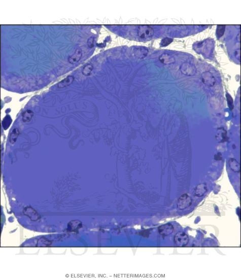 Light Micrograph of a Thyroid Follicle