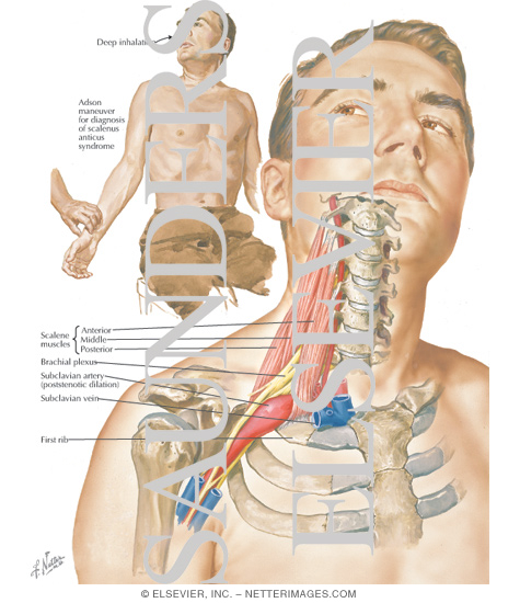 Scalene Muscles and Vessels