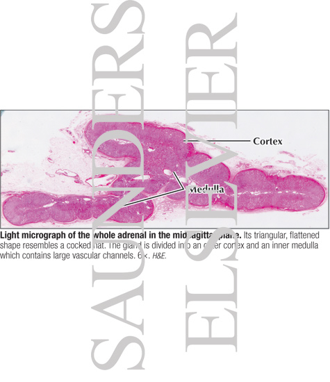Light Micrograph of the Whole Adrenal In the Midsagittal Plane