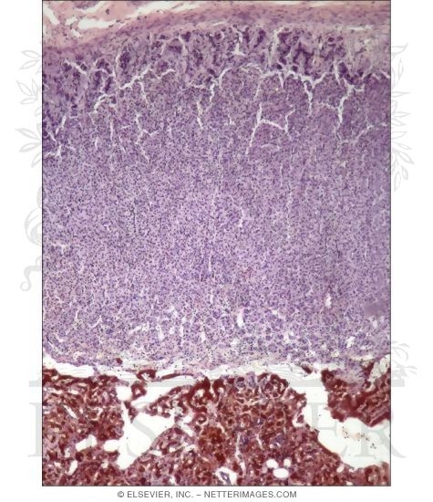Light Micrograph of the Adrenal Fixed In a Potassium Dichromate Solution