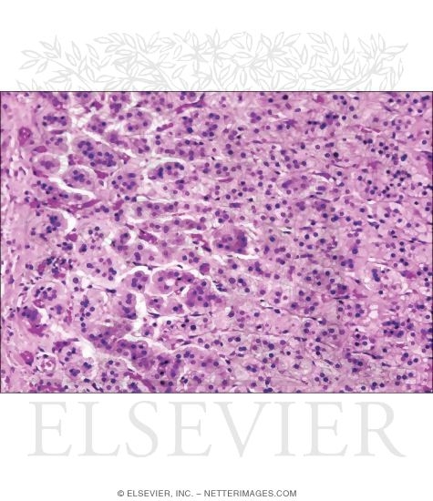Light Micrograph of the Adrenal Cortex