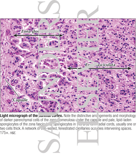 Light Micrograph of the Adrenal Cortex