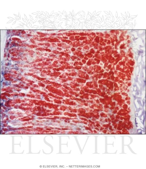 Light Micrograph of the Adrenal Stained to Show Lipid