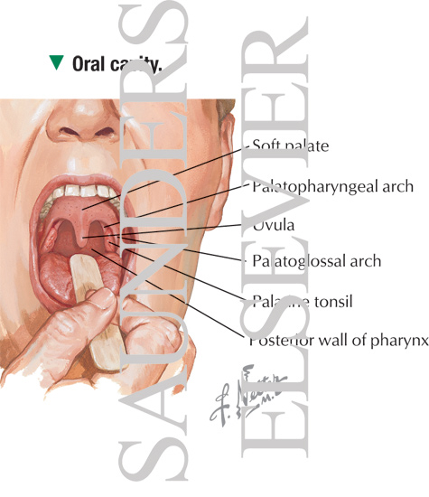 Oropharyngeal Anatomy