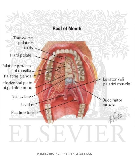 Oral Cavity: Mouth and Palate
