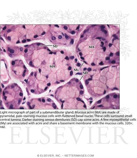 Light Micrograph of Part of a Submandibular Gland