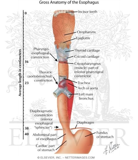 Gross Anatomy of the Esophagus