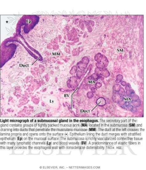 Light Micrograph of a Submucosal Gland In the Esophagus