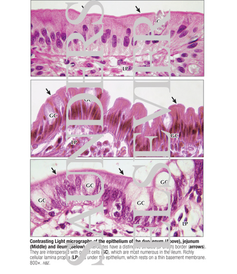 Contrasting Light Micrographs of the Epithelium of the Duodenum (Top), Jejunum (Center) and Ileum (Bottom)