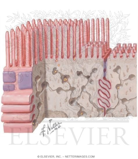Striated Border