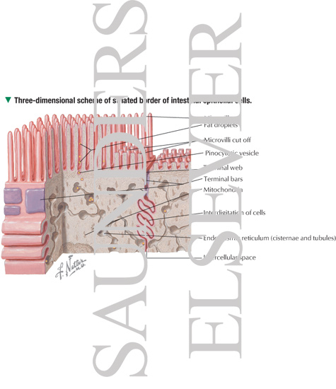 Striated Border