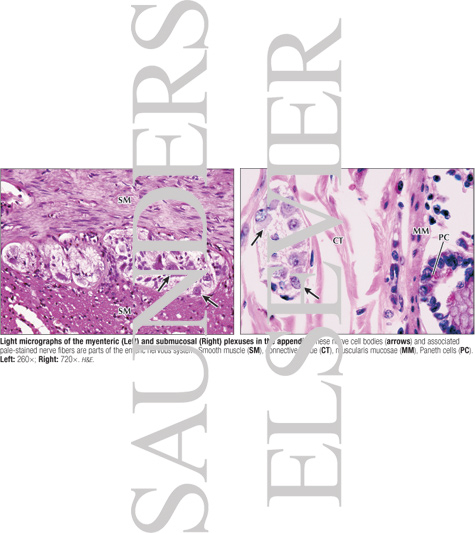 Light Micrographs of the Myenteric (Left) and Submucosal (Right) Plexuses In the Appendix