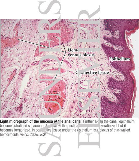 Light Micrograph Of The Mucosa Of The Anal Canal