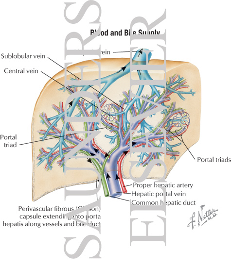 Interdigation of Portal Triads With Branches of Hepatic Vein