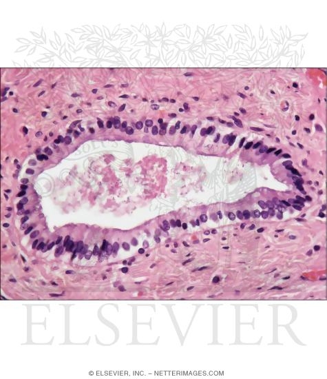 Light Micrograph of an Intrahepatic Bile Duct In Transverse Section