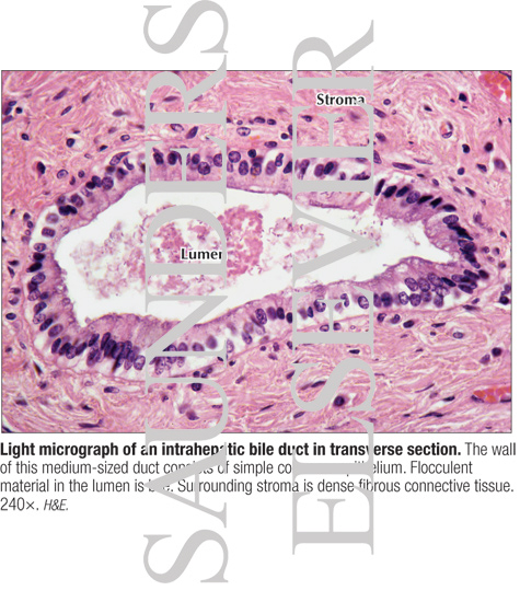 Light Micrograph of an Intrahepatic Bile Duct In Transverse Section