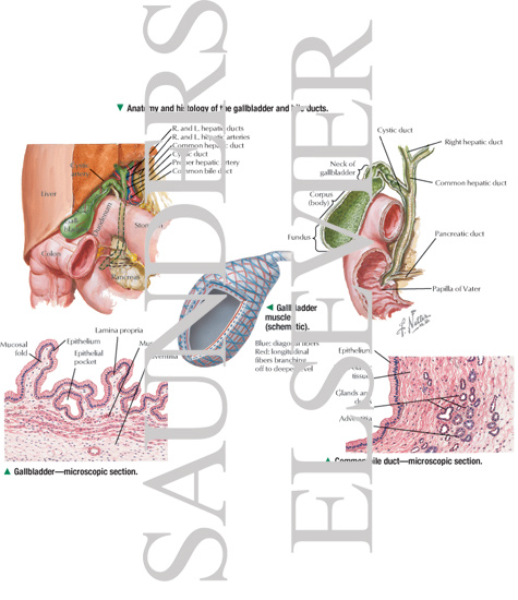 common bile duct size. Common bile duct—microscopic