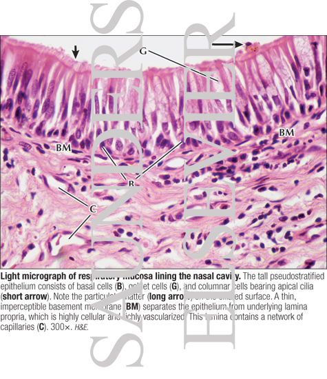 Light Micrograph of Respiratory Mucosa Lining the Nasal Cavity ... Light Micrograph of Respiratory Mucosa Lining the Nasal Cavity ...