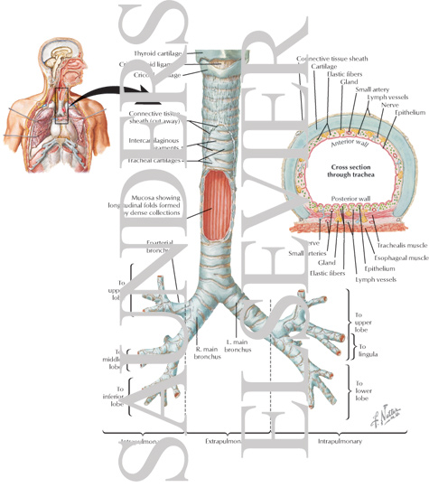 Structure of the Trachea and Major Bronchi