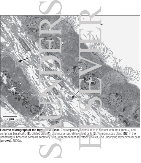 Electron Micrograph of the Tracheal Mucosa