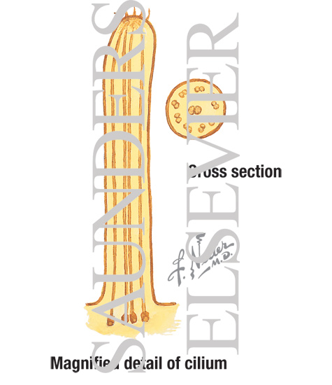 Magnified Detail of Cilium