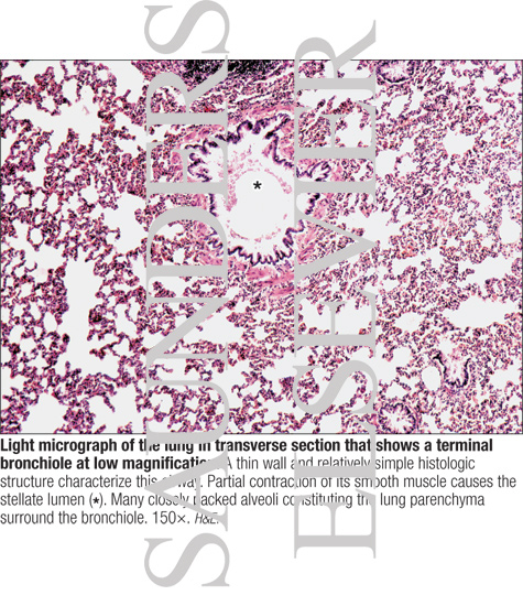 Bronchioles Lung