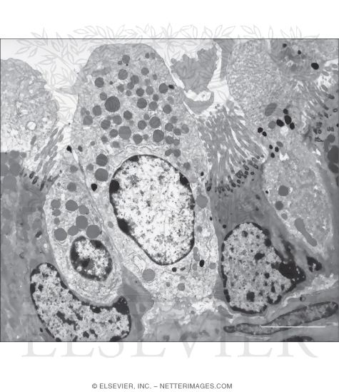 Electron Micrograph Showing Salient Features of Bronchiolar Epithelium