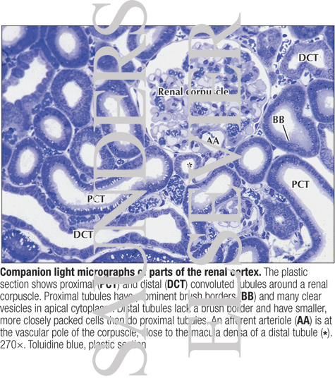 proximal convoluted tubule Proximal Convoluted Tubule. proximal convoluted tubule