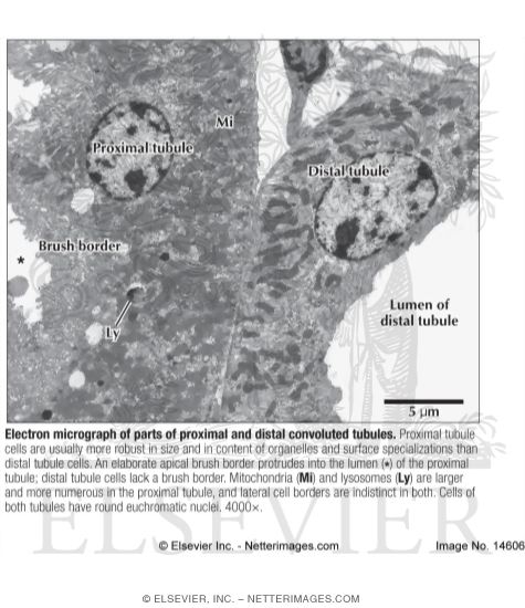 Watermarked preview of labeled image: Electron Micrograph of Parts of Proximal and Distal Convoluted Tubules