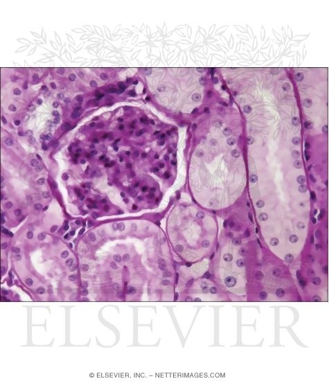 Light Micrograph of Collecting Tubules In the Renal Cortex