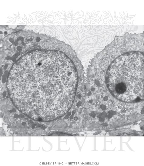 Electron Micrograph Showing Parts of Two Epithelial Cells of a Collecting Duct