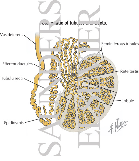 Schematic of Tubules and Ducts