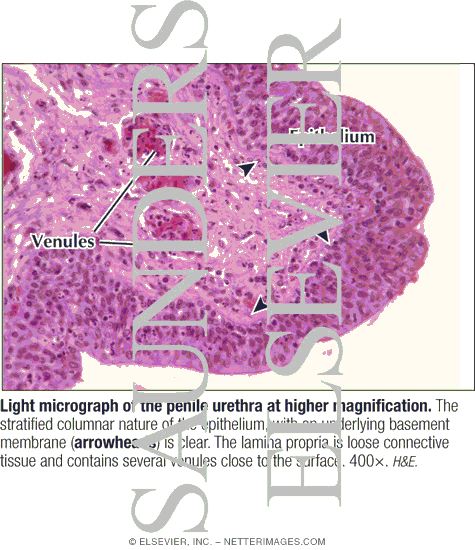 Light Micrograph of the Penile Urethra at Higher Magnification