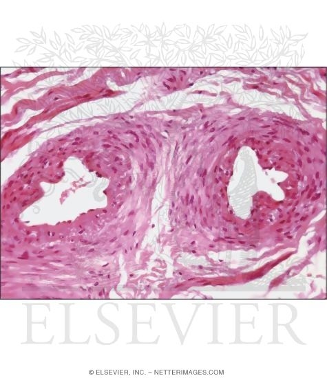 Light Micrograph of Helicine Arteries In the Corpus Spongiosum