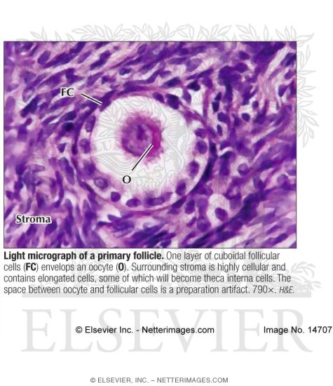 Light Micrograph of a Primary Follicle