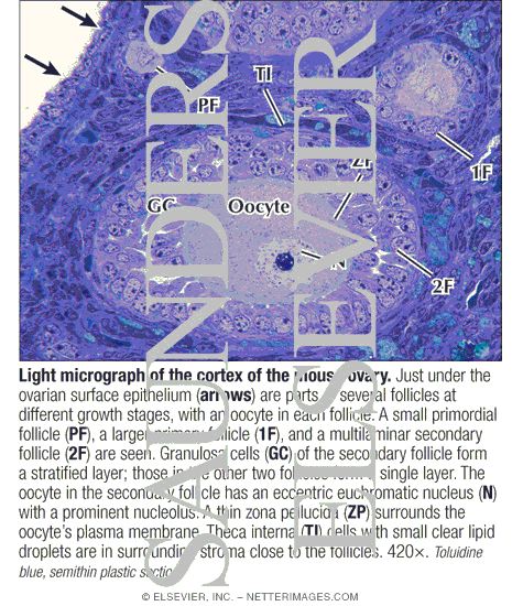 Light Micrograph of the Cortex of the Mouse Ovary