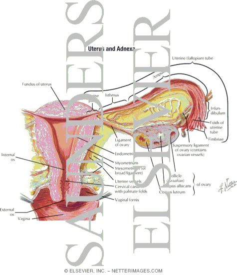 Uterus and Adnexa