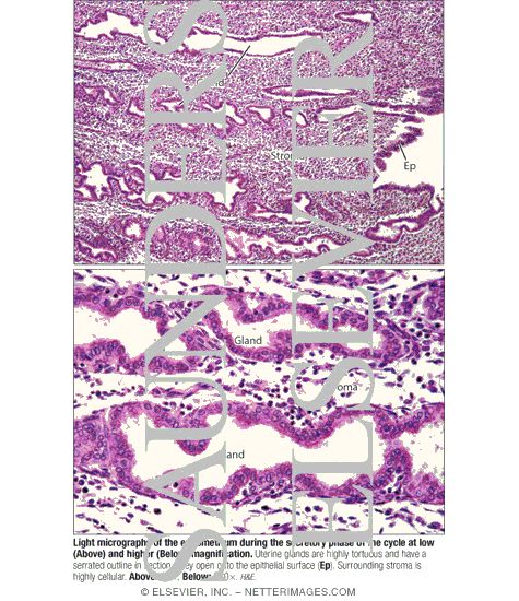 Light Micrographs of the Endometrium During the Secretory Phase of the Cycle at Low (Top) and Higher (Bottom) Magnification